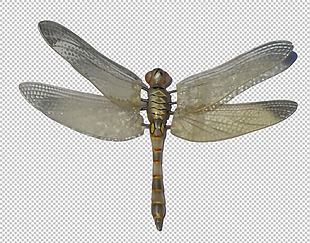 蜻蜓图片免抠png透明图层素材