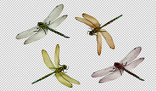 蜻蜓画免抠png透明图层素材