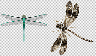 蜻蜓图片免抠png透明图层素材