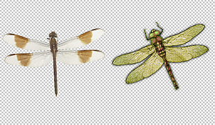 漂亮蜻蜓图片免抠png透明图层素材