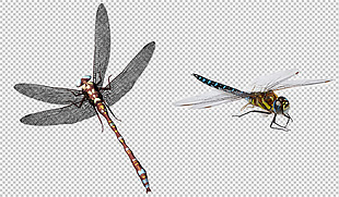 漂亮蜻蜓免抠png透明图层素材