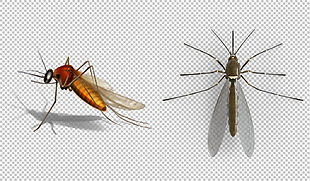 蚊子图片免抠png透明图层素材