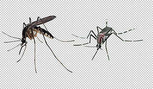 蚊子放大图片免抠png透明图层素材