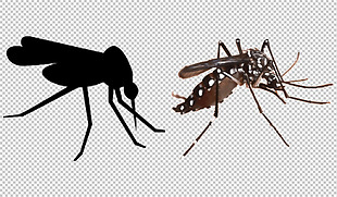 牛蚊子图片免抠png透明图层素材