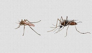 蚊子图片免抠png透明图层素材
