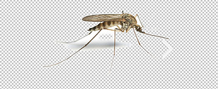 一只蚊子图片免抠png透明图层素材