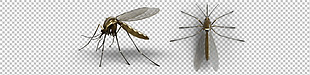小蚊子图片免抠png透明图层素材