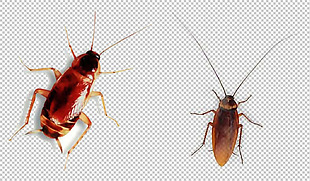 两只小蟑螂免抠png透明图层素材