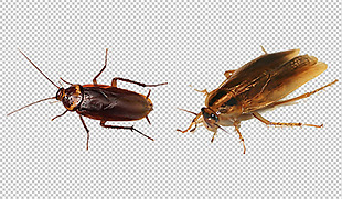 蟑螂两只免抠png透明图层素材