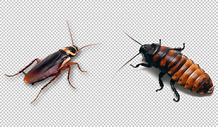 高清蟑螂图免抠png透明图层素材