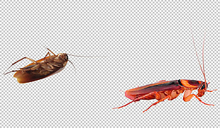 两只红蟑螂免抠png透明图层素材