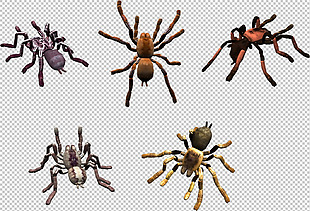 五只蜘蛛免抠png透明图层素材