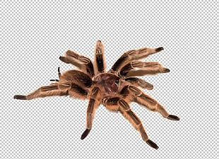 蜘蛛图片免抠png透明图层素材