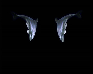 游动的海豚动态MOV视频素材下载