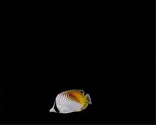 海洋游动的黄色小鱼动态MOV视频素材下载