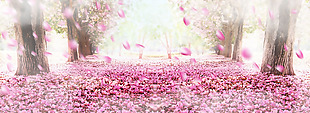 粉色玫瑰花朵浪漫淘宝全屏banner背景