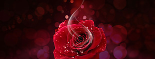 红色浪漫玫瑰花朵淘宝全屏banner背景