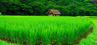 绿色稻田风景banner背景