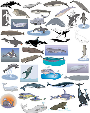 海洋动物卡通图案