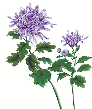 彩绘紫色菊花图案