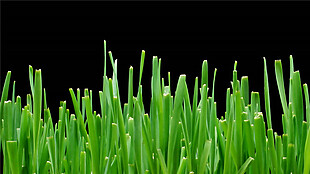 绿色的小草生长发芽过程动态mov视频素材