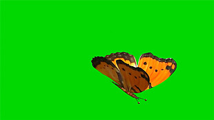 飞舞的蝴蝶绿色通道动态mov视频素材下载