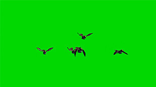 飞翔的小鸟绿色通道动态mp4视频素材