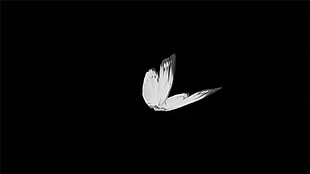 飞舞的白色蝴蝶动态效果mov素材视频下载