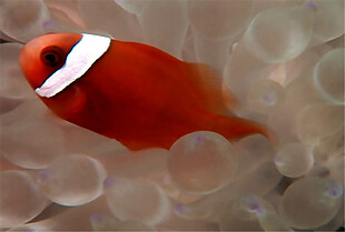 水草中游动的红色小鱼动态视频素材下载