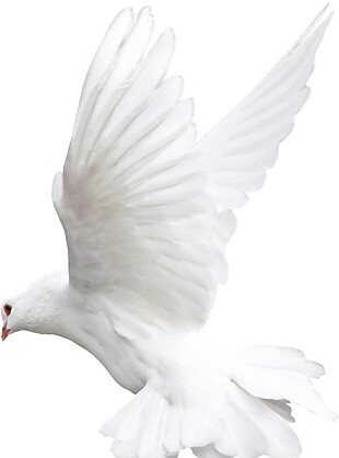 起飞的白色和平鸽