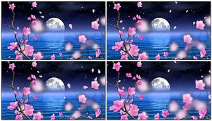 月亮桃花视频素材