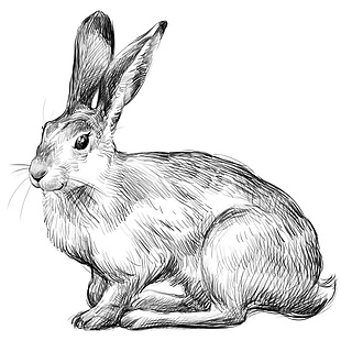 手绘兔子插图背景
