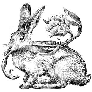铅笔画兔子插图背景