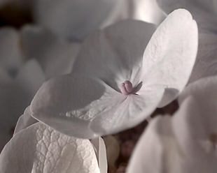 水滴掉落在花瓣上的慢镜头实拍素材