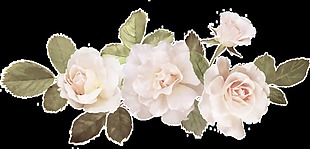 白茶花唯美花朵素材