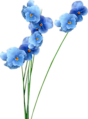 手绘蓝色鲜花元素素材