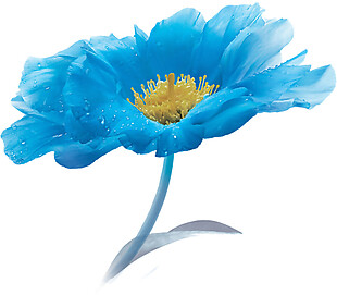 手绘盛开蓝色花朵元素素材