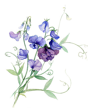 紫色鲜花植物素材图片