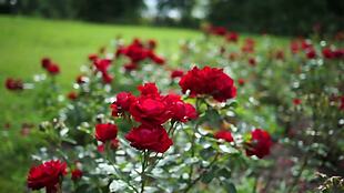 阳光明媚的红玫瑰
