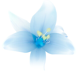 盛开的蓝色百合花
