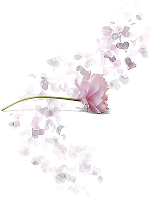 粉色花朵花瓣素材图片