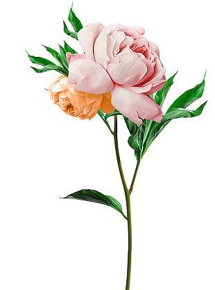 一束粉色花朵素材图片
