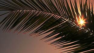 阳光穿过棕榈树