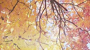 秋天的树叶7