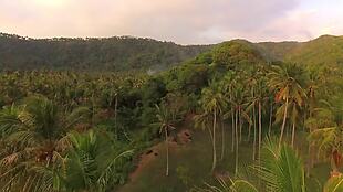飞越棕榈树印度尼西亚