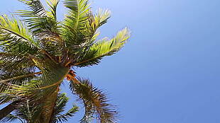 棕榈树在风中吹拂