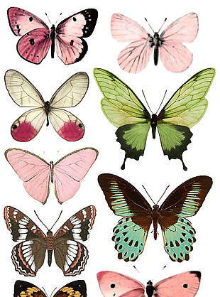 彩色蝴蝶集合图案