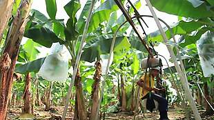 厄瓜多尔香蕉种植园
