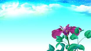 蓝天背景花朵盛开动态视频素材