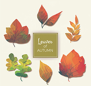 6款彩绘秋季树叶矢量